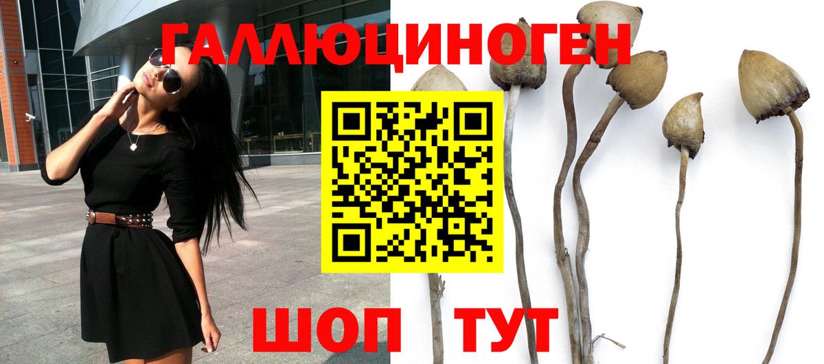 Галлюциногенные грибы Psilocybe Светлоград